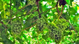 El ocaso de Thompson Seedless en Chile: la tradicional reina entre sus uvas desaparece de los campos del país