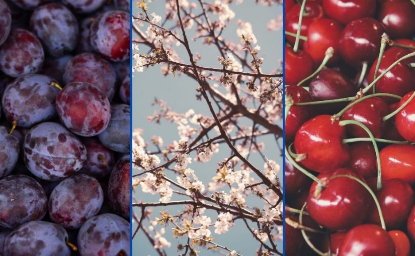 Chile mayor proveedor mundial en 26 productos: Cerezas y Ciruelas frescas dentro del top